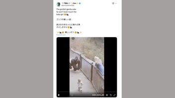 Fact Check: Video Does NOT Authentically Show Gorilla Gently Handling Baby Girl Over To Her Mother