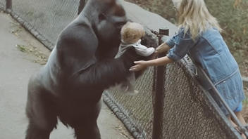 Fact Check: Video Does NOT Authentically Show Gorilla Gently Handling Baby Girl Over To Her Mother