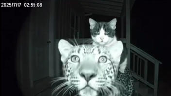 Fact Check: Video Of Cat Riding Leopard Does NOT Document Real-Life Scene