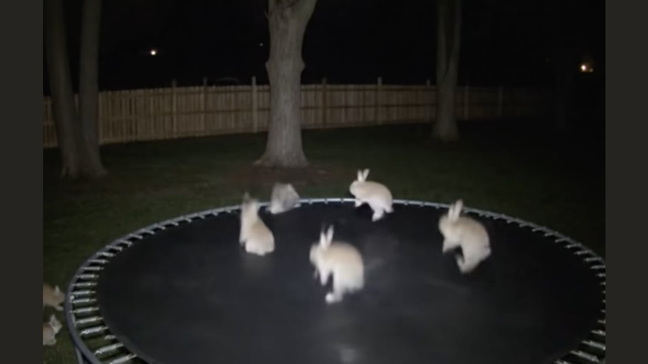 Fact Check: FAKE Viral Security Camera Video Shows Bunnies Hopping On a Trampoline