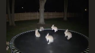Fact Check: FAKE Viral Security Camera Video Shows Bunnies Hopping On a Trampoline