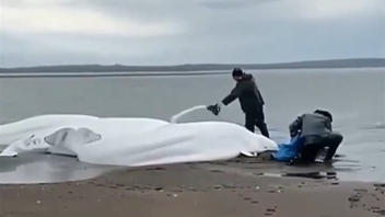 Fact Check: Video Showing Five Stranded Beluga Whales Was NOT Filmed Just Before 2025 Kamchatka Earthquake 
