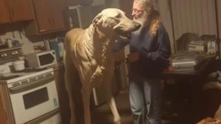 Fact Check: Titan The Giant Dog Is AI, NOT Real According To Creator Of The Video Clip