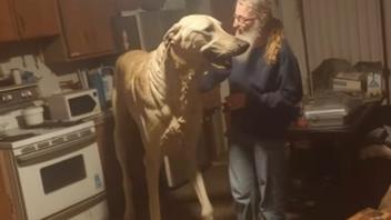 Fact Check: Titan The Giant Dog Is AI, NOT Real According To Creator Of The Video Clip