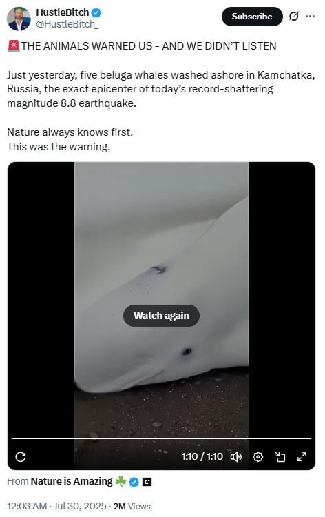 xbeluga.jpg