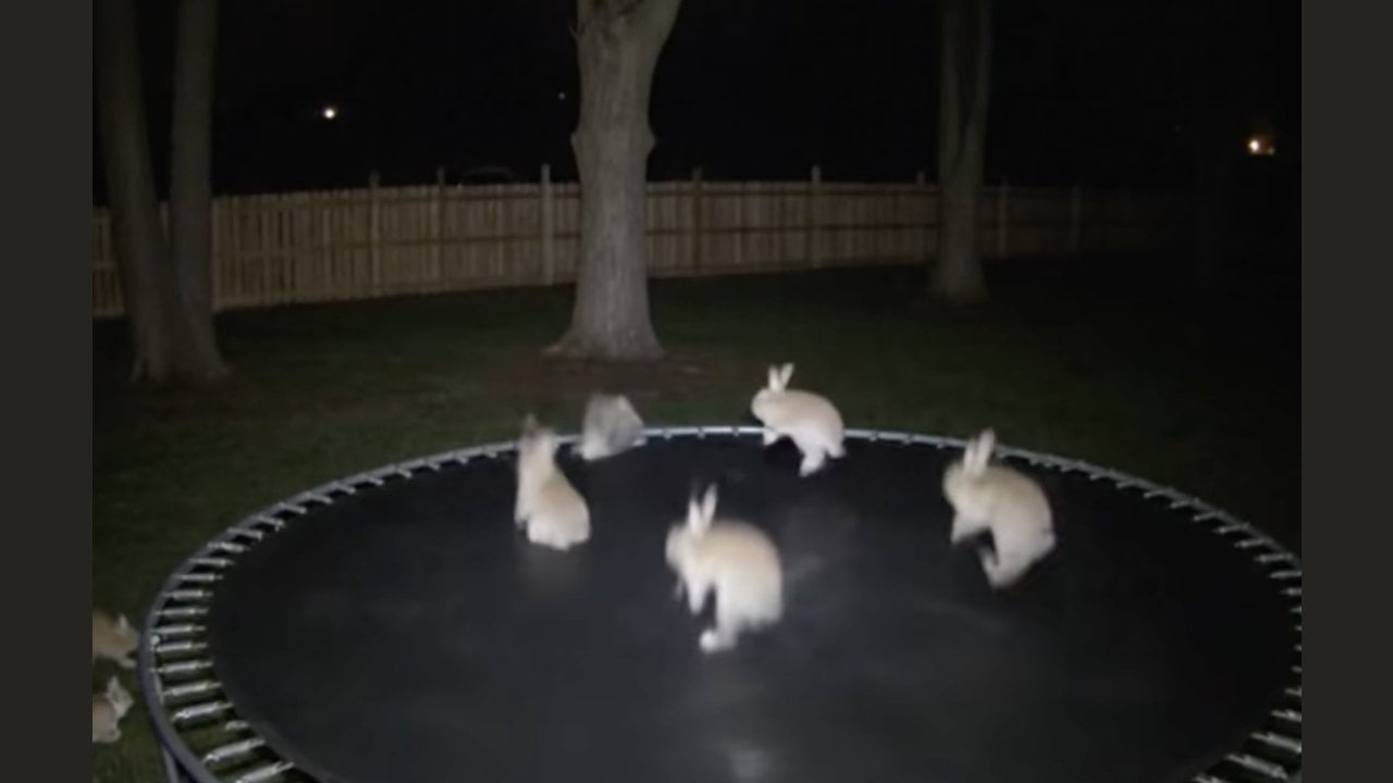 Fact Check: FAKE Viral Security Camera Video Shows Bunnies Hopping On a Trampoline