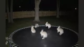 Fact Check: FAKE Viral Security Camera Video Shows Bunnies Hopping On a Trampoline