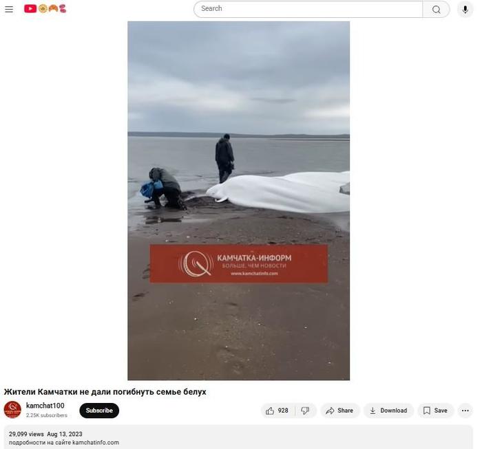 youtubewhales.jpg
