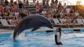 Fact Check: Video Does NOT Show "Real Footage" Of Marine Park Trainer Jessica Radcliffe Attacked By Dolphin Or Orca -- It's AI