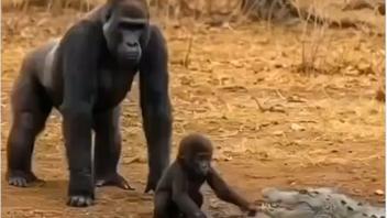 Fact Check: Video Of Gorilla 'Protecting His Child' From Crocodile Is NOT Real -- Hallmarks Of AI Evident