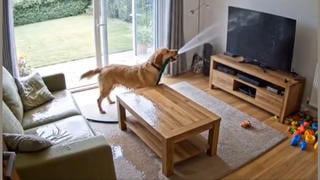 Fact Check: Video Of Dog Bringing A Garden Hose In The House Is NOT Real -- It's Made With AI 