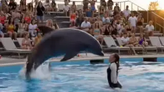 Fact Check: Video Does NOT Show "Real Footage" Of Marine Park Trainer Jessica Radcliffe Attacked By Dolphin Or Orca -- It's AI