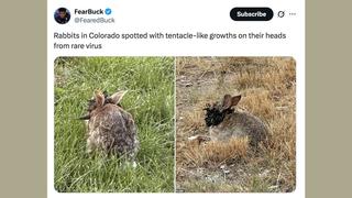 Fact Check: 'Weird Tentacles' Or 'Horns' On Rabbit Heads Caused By Common Virus
