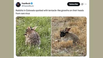Fact Check: 'Weird Tentacles' Or 'Horns' On Rabbit Heads Caused By Common Virus