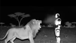 Fact Check: Video Of A Lion And Robot Meeting With Either 'Scared' Is NOT Real -- Created With Google Veo3