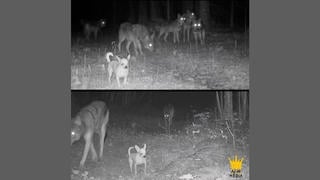 Fact Check: AI Story About Chihuahua Who Joins A Wolf Pack Contains Edited Images -- Originals Don't Show Dog