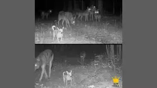 Fact Check: AI Story About Chihuahua Who Joins A Wolf Pack Contains Edited Images -- Originals Don't Show Dog