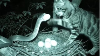 Fact Check: Eagle Nest 'Secret Guardian' Cat Is AI-Generated -- Snake Has Two Tails