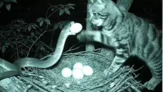 Fact Check: Eagle Nest 'Secret Guardian' Cat Is AI-Generated -- Snake Has Two Tails