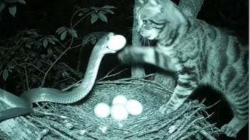 Fact Check: Eagle Nest 'Secret Guardian' Cat Is AI-Generated -- Snake Has Two Tails