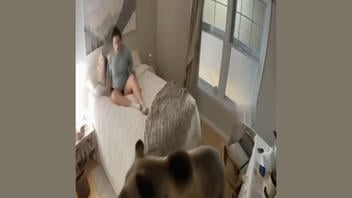 Fact Check: Video Of Bear Breaking Into Woman's Bedroom Is NOT Real
