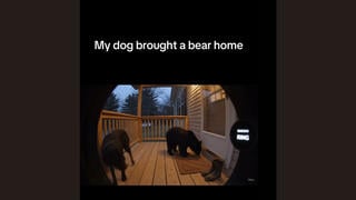 Fact Check: FAKE Ring Doorbell Camera Video Of Dog Bringing A Bear Home Onto Porch -- It's AI