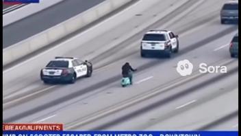 Fact Check: Chimp On Scooter Video Is NOT Real, Did NOT 'Escape From Metro Zoo Downtown' -- AI Generated