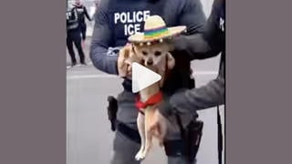 Fact Check: Videos Of ICE Taking Away Cats And Dogs Are NOT Real