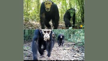 Fact Check: Chimps Are NOT Wearing Masks When Raiding Fruit Stands In the Congo -- Fictional Story
