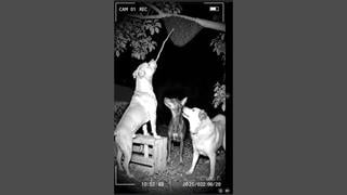 Fact Check: FAKE Video Shows Dogs Trying To Steal Honey & Getting Stung By Bees -- It's AI