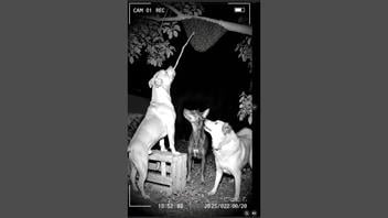 Fact Check: FAKE Video Shows Dogs Trying To Steal Honey & Getting Stung By Bees -- It's AI