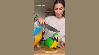 Fact Check: Video Is NOT Real Showing Animals Reacting To Fake Cake Cutting Of The Animal -- AI Fakery