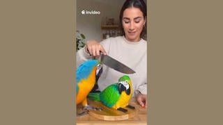 Fact Check: Fake Video Shows Animals Reacting To Cutting Of Cake Shaped Like Them -- AI Fakery