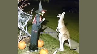 Fact Check: Video Of Kangaroo Kicking Halloween Decoration Witch Is NOT Real -- It's AI Generated