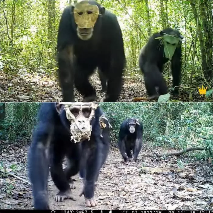 chimpsbig.jpg