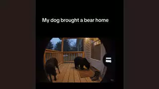 Fact Check: FAKE Ring Doorbell Camera Video Of Dog Bringing A Bear Home Onto Porch -- It's AI