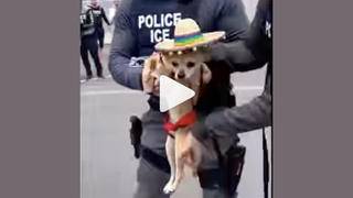 Fact Check: Videos Of ICE Taking Away Cats And Dogs Are NOT Real