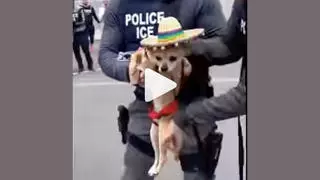 Fact Check: Videos Of ICE Taking Away Cats And Dogs Are NOT Real