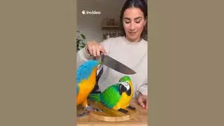 Fact Check: Fake Video Shows Animals Reacting To Cutting Of Cake Shaped Like Them -- AI Fakery