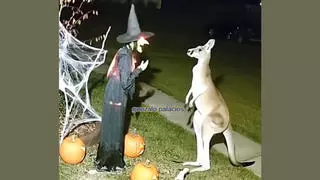 Fact Check: Video Of Kangaroo Kicking Halloween Decoration Witch Is NOT Real -- It's AI Generated