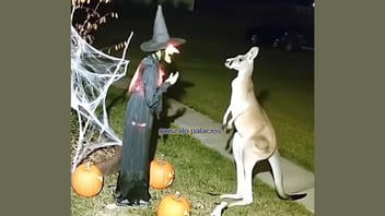 Fact Check: Video Of Kangaroo Kicking Halloween Decoration Witch Is NOT Real -- It's AI Generated