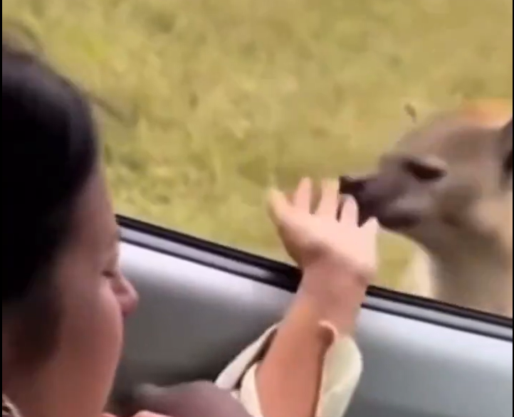 Screenshot 2025-11-03 095533.png