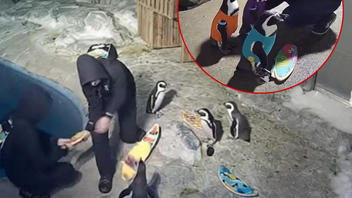 Fact Check: NO Evidence Penguins At San Diego Zoo Were Dressed Up As Surfers By Burglars