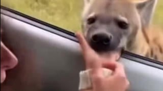 Fact Check: Video Of Hyena Biting Woman's Hand Through Open Car Window Is NOT Real -- AI Made It