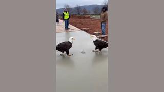 Fact Check: Video Of Two Bald Eagles Walking On Wet Concrete Is NOT Real