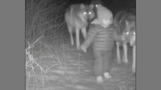 Fact Check: Missing Blue Ridge Toddler Jacob Riley Was NOT Seen Alive With A Pack Of Wolves On Trail Camera Footage  -- Fake News Story