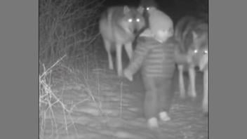 Fact Check: Missing Blue Ridge Toddler Jacob Riley Was NOT Seen Alive With A Pack Of Wolves On Trail Camera Footage  -- Fake News Story