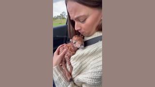 Fact Check: Video Of Mom Giraffe Handing Baby Giraffe To Safari Tourists Through Car Window Is NOT Real -- It's AI Generated
