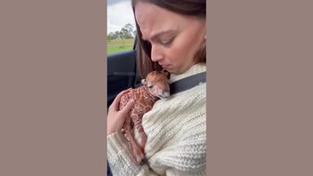 Fact Check: Video Of Mom Giraffe Handing Baby Giraffe To Safari Tourists Through Car Window Is NOT Real -- It's AI Generated