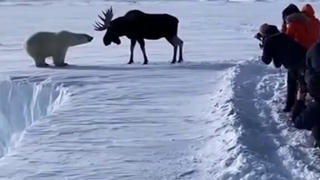 Fact Check: Video Of Fight Between Moose And Polar Bear In Alaska Is NOT Real -- AI Generated